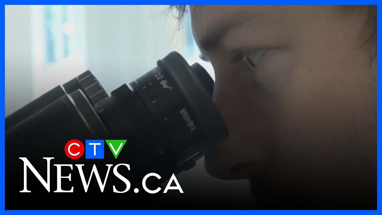B.C. researchers find psychedelics may help heal traumatic brain injuries