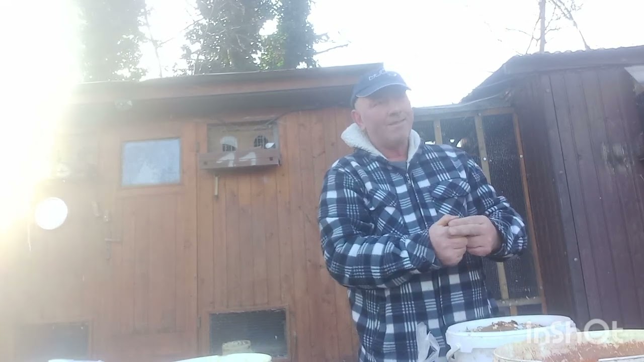 Golebie  u Slawka  w okolicach  Warszawy