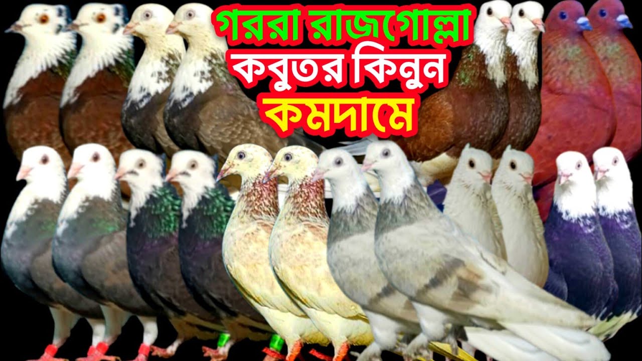 ভালো মানের গররা রাজগোল্লা গিরিবাজ রেসার কবুতর বিক্রি হবে সীমিত দামে #কবুতর