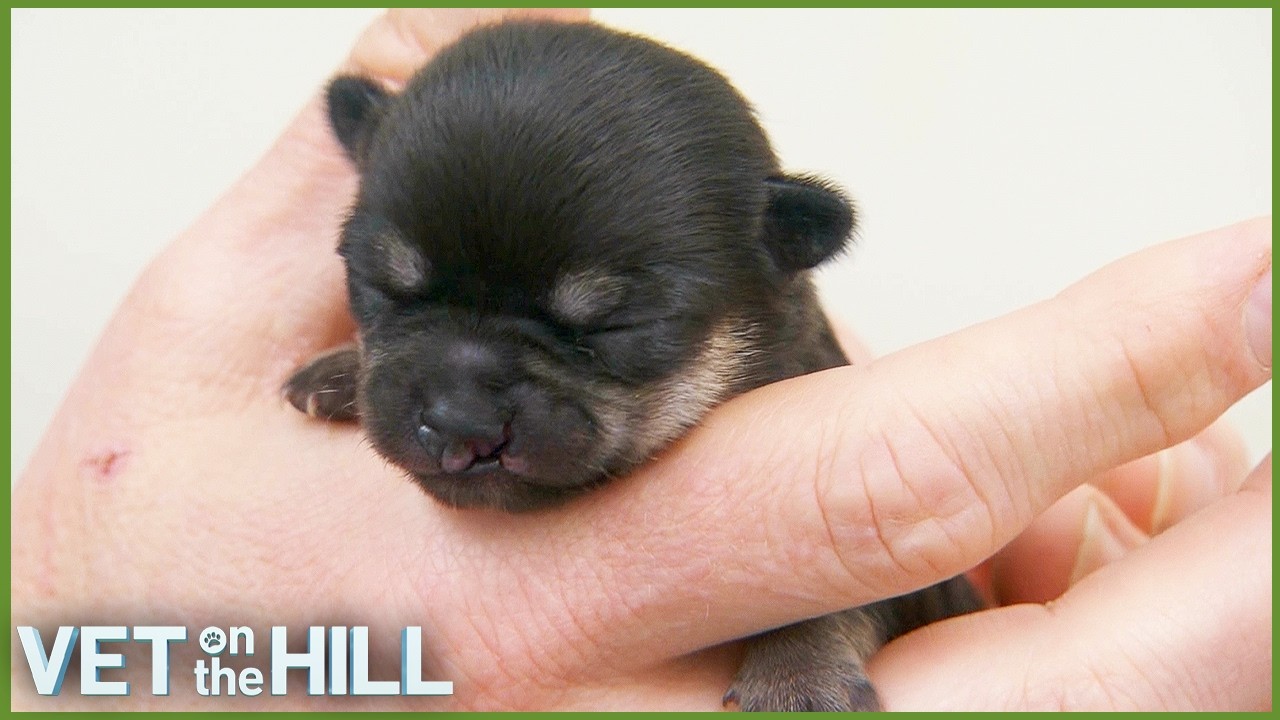 Tiny Chihuahua Pup Can’t Feed Properly 😥| S3 E25 | Vet On The Hill