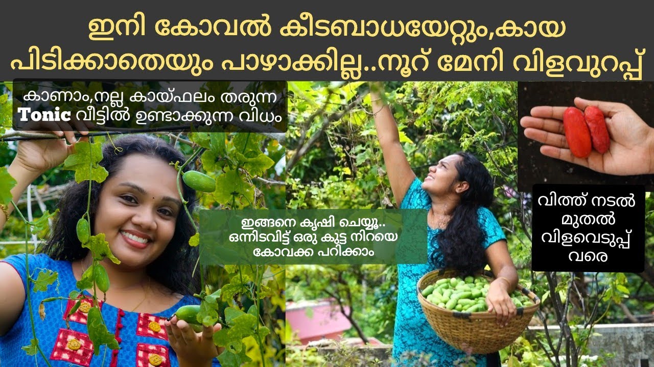 കോവൽ കൃഷി Tips|കോവൽ നന്നായി പിടിക്കാൻ ഇങ്ങനെ ചെയ്ത് നോക്കൂ|koval Krishi malayalam|Kovakka krishi