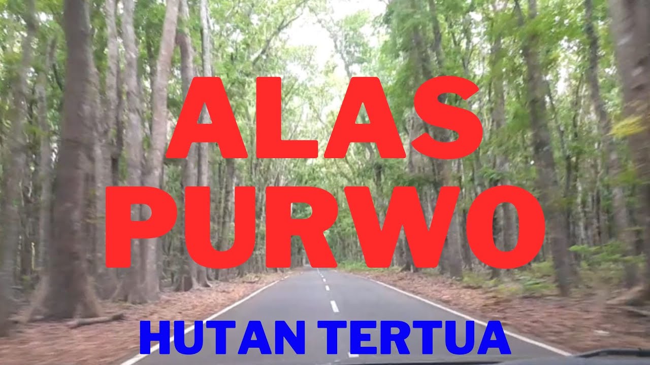 Merinding Masuk Kawasan Alas Purwo, Hutan Tertua Ujung Pulau Jawa