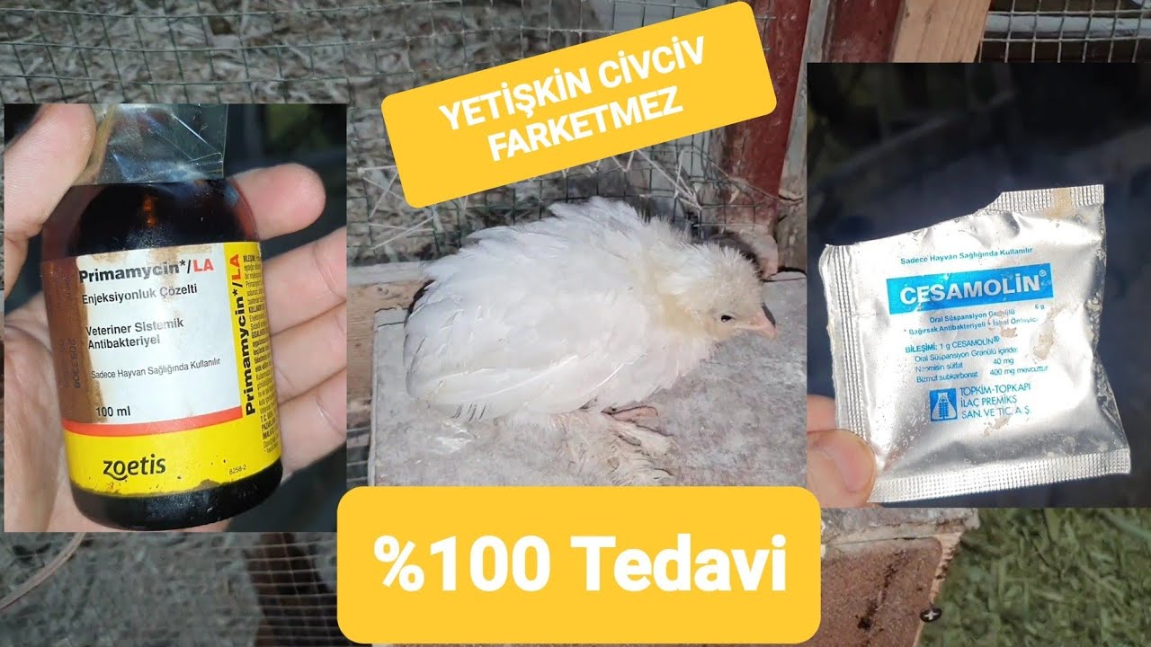 %100 HALSİZ ve TÜYLERİ KABARMIŞ CİVCİV NASIL İYİLEŞTİRİLİR ? farklı fikirleri olan yoruma #tavuk