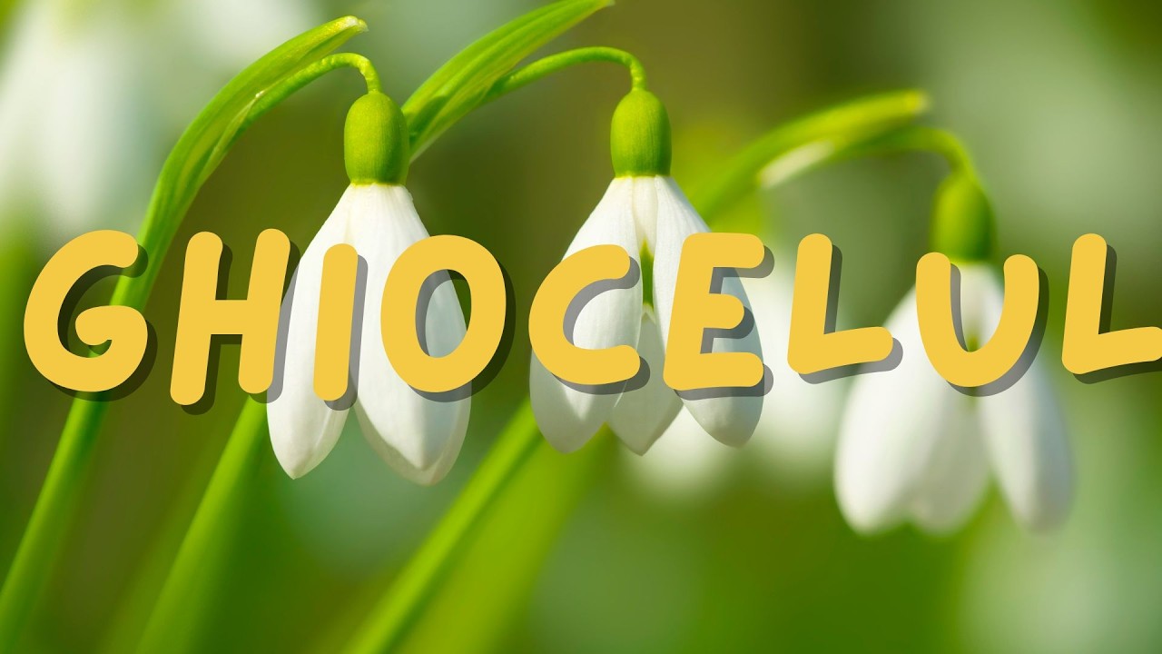 Ghiocelul- Galanthus