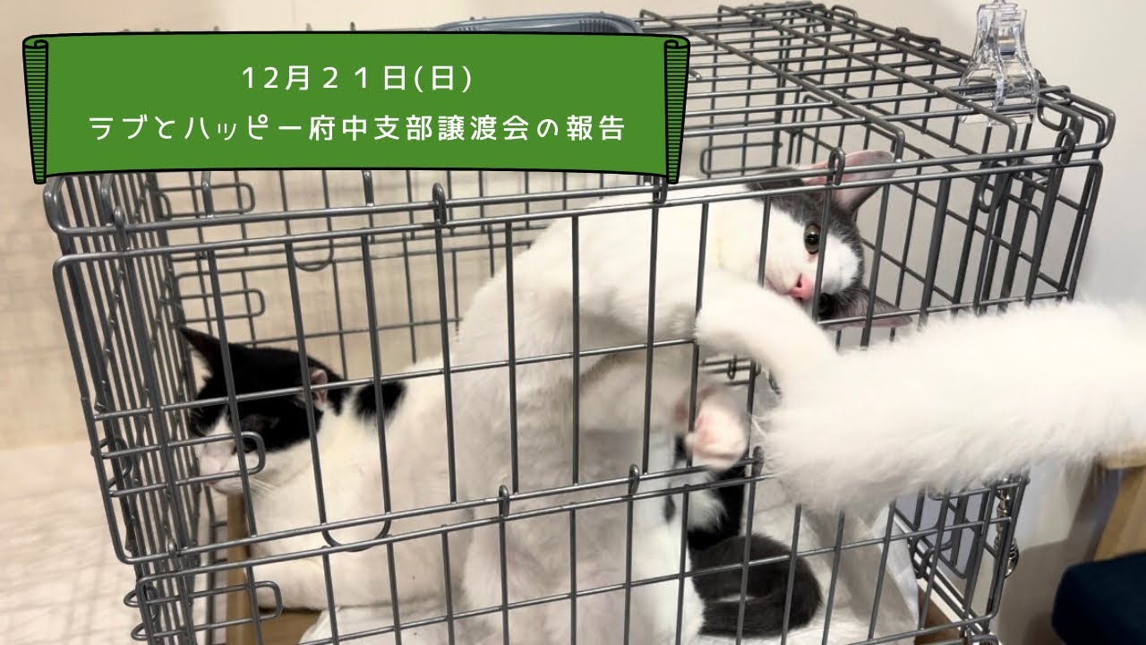 🌟12月21日 ラブとハッピー府中 譲渡会のご報告🌟