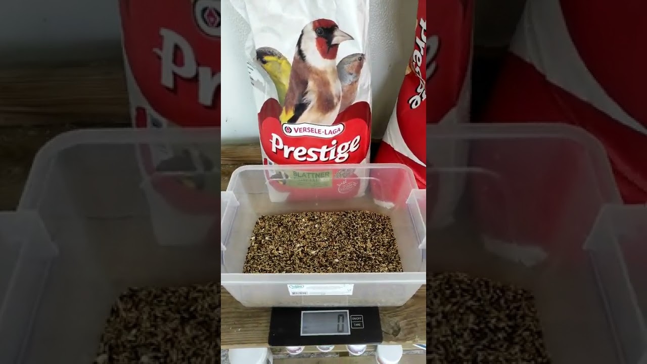 Τροφή για καρδερίνες #καρδερίνα #goldfinch #carduelis #goldfinches #silvestrismo #cardellino