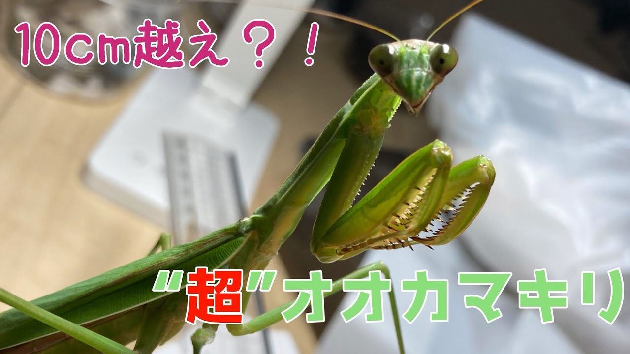 10cmを超えたらそれはもう大オオカマキリ