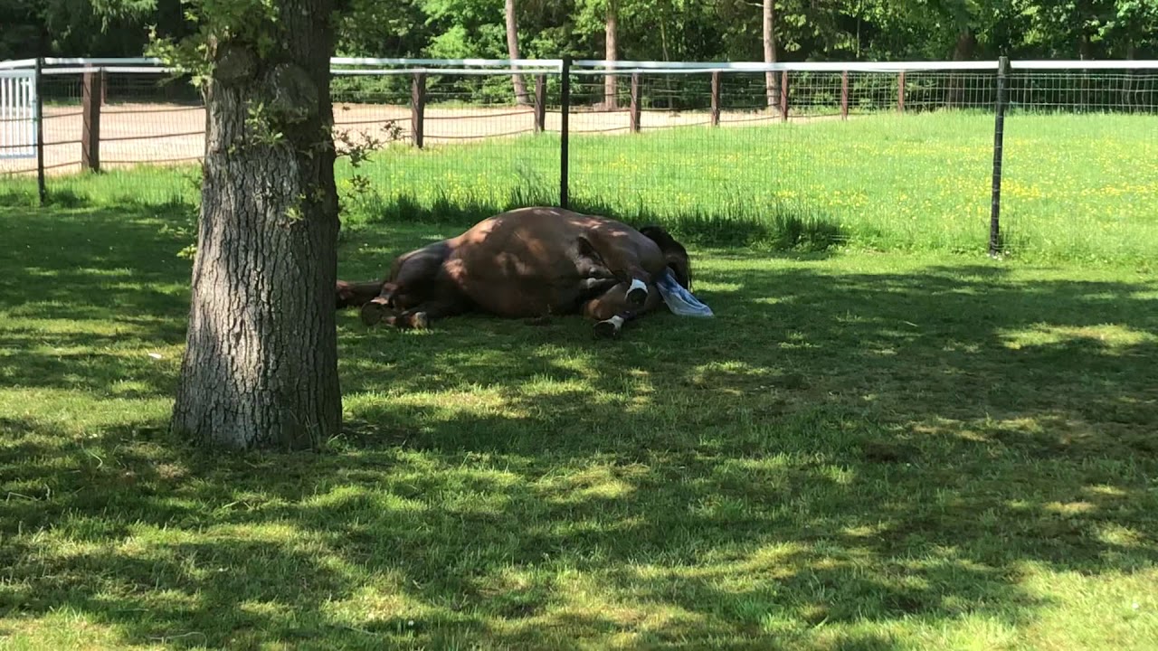 Pony Fohlengeburt auf der Wiese 23.05.2018 Teil 1