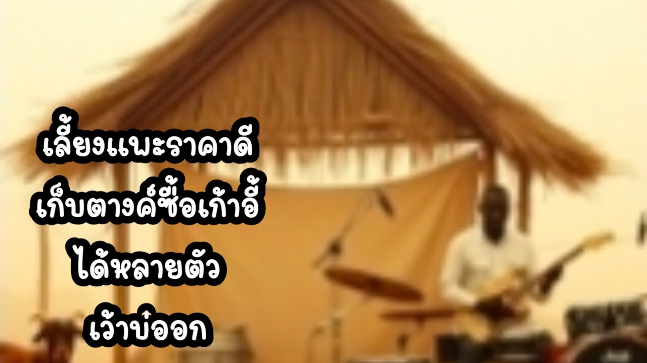 วังวลคนเลี้ยงแพะ#ป้าแต๋นชาแนล