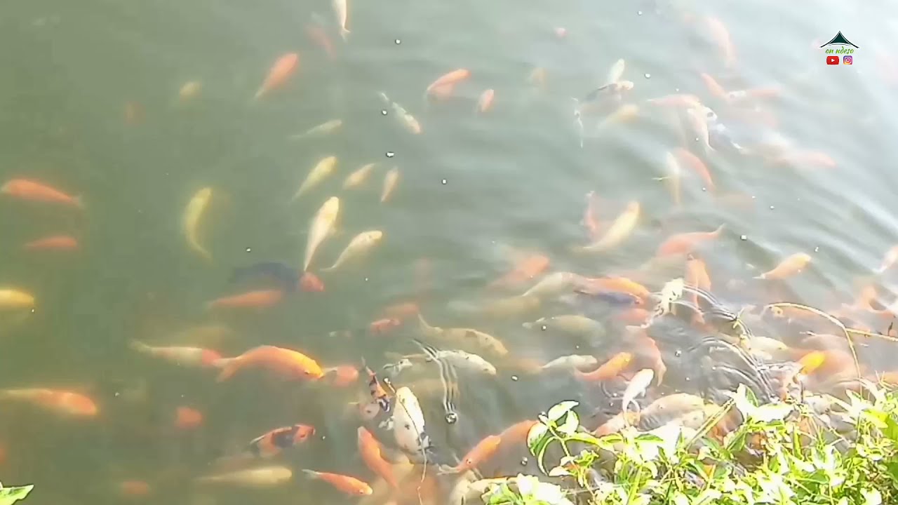 merawat air kolam ikan koi tanpa filter tanpa aerator