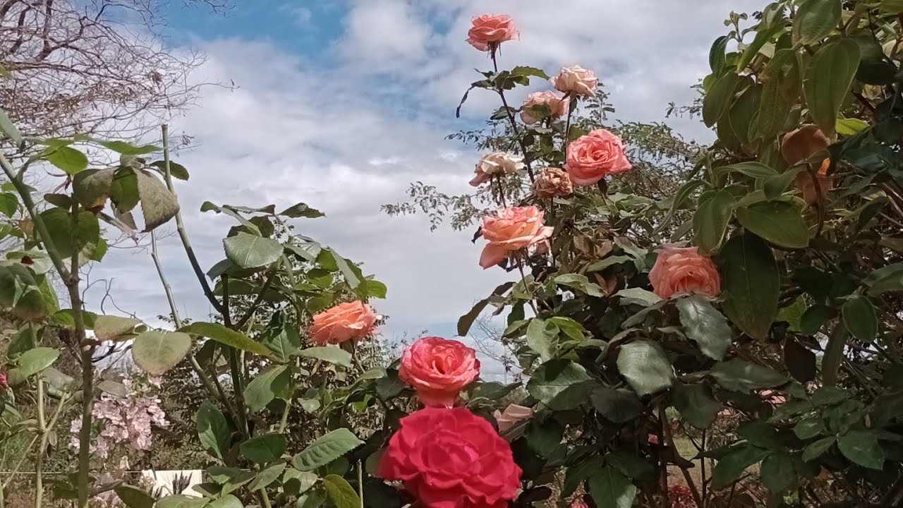 Tirando muda de rosa e mostrando um pouco das plantas