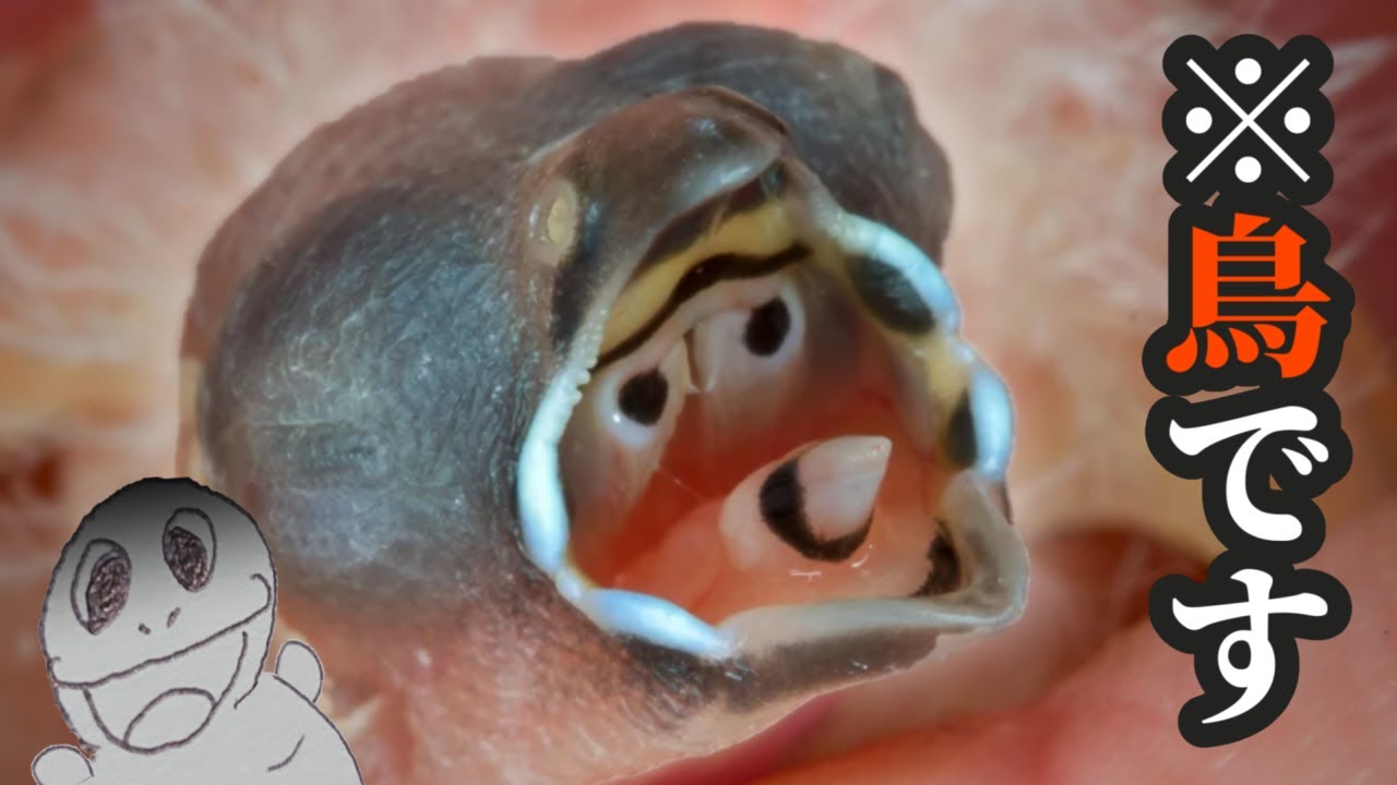 【衝撃】どう見てもエイリアンな鳥について