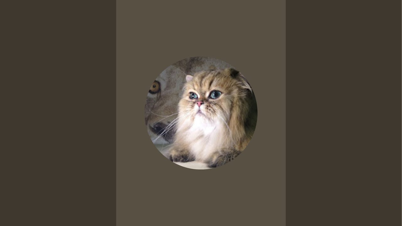 1/28/26 #3 LHSP Long Hair Shampoo Package/ NT/ Persian Cat Groom