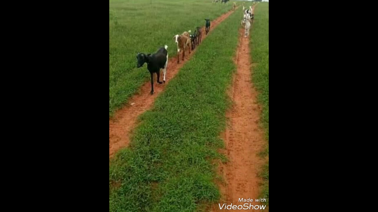 Ba geele dangarou sow ali demba
