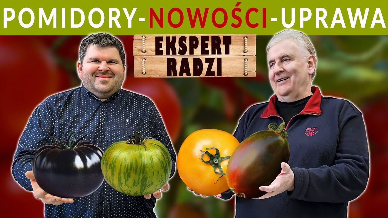 Pomidory - nowe odmiany.  Konkurs