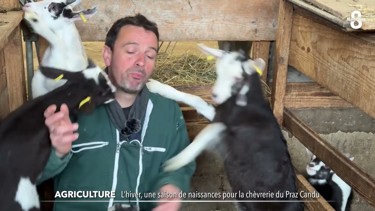 L'hiver, une saison de naissances à la chèvrerie du Praz Candu
