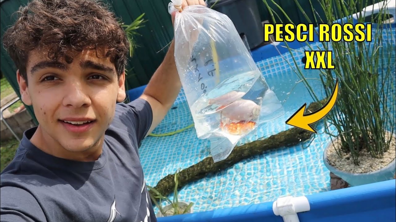 nuovi PESCI ROSSI XXL per la PISCINA + nuove piante