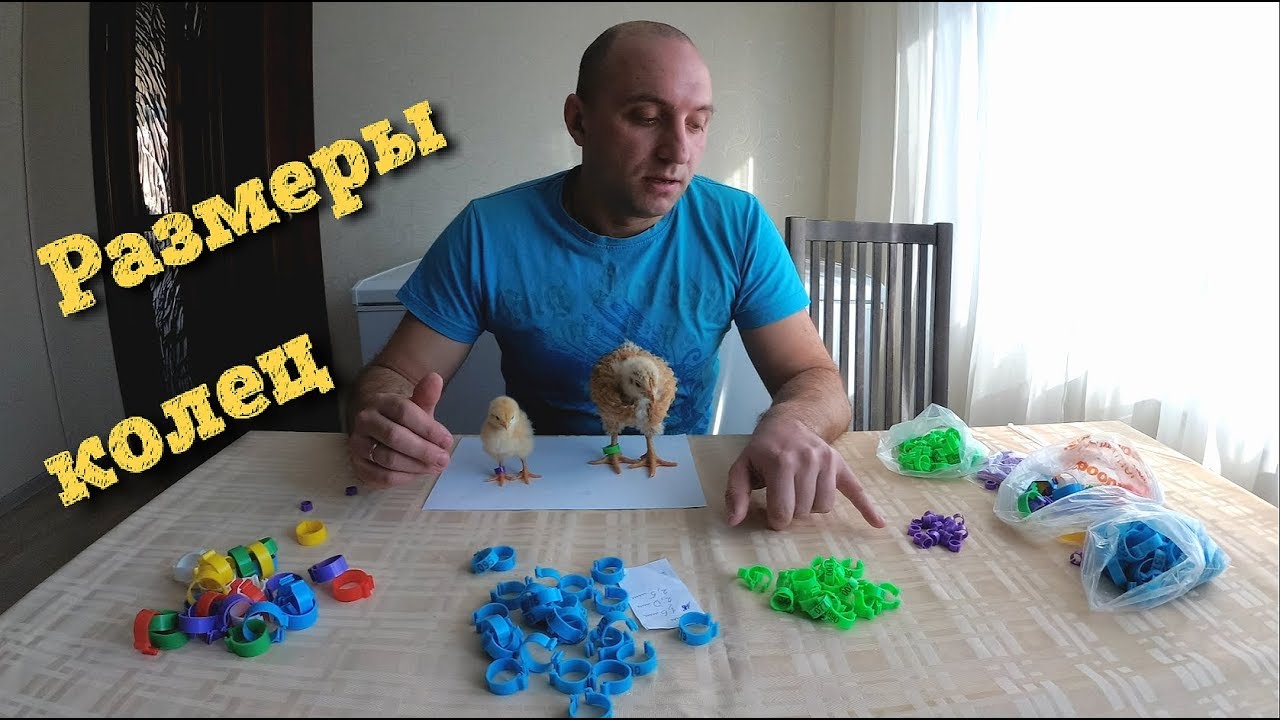 Кольцевание гусей,кур,цыплят//Размеры колец с AliExpress