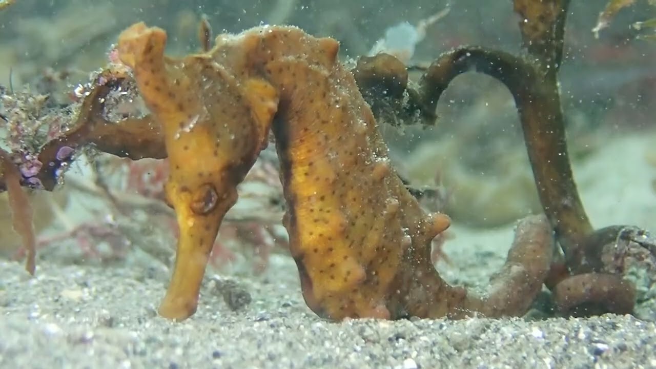 タツノオトシゴ水中の動き