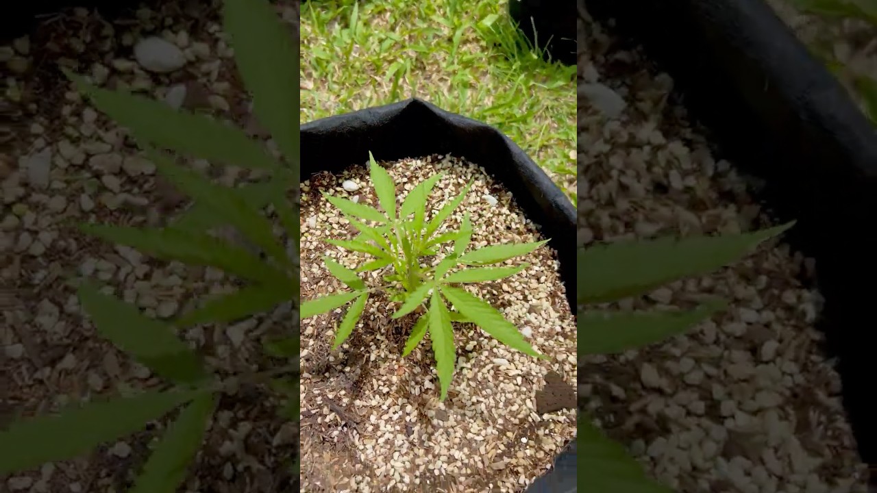 Nevil's Haze Day 39 | Homegrown Cannabis in Tropical Thailand | Weed Outdoor Grow | #BudHead