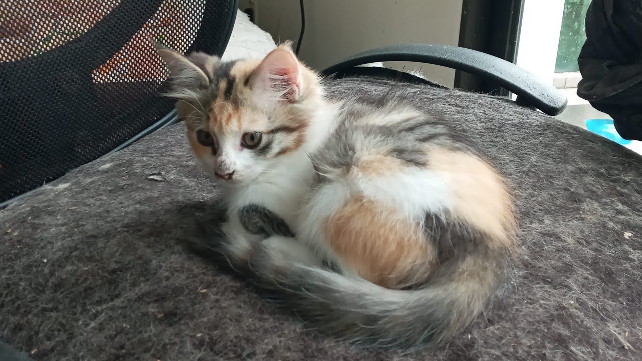 Time Machine Cats !!!! Longest Daily Cat's Story