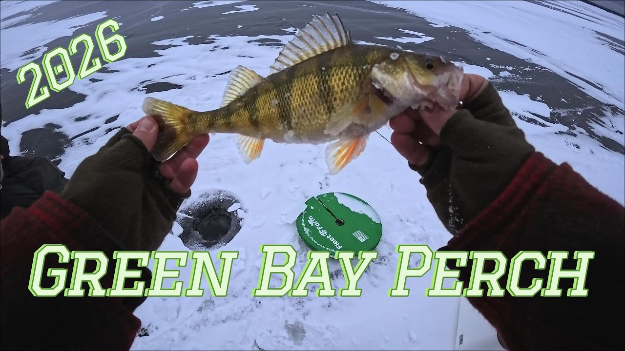 Ice Fishing Giant Green Bay Perch