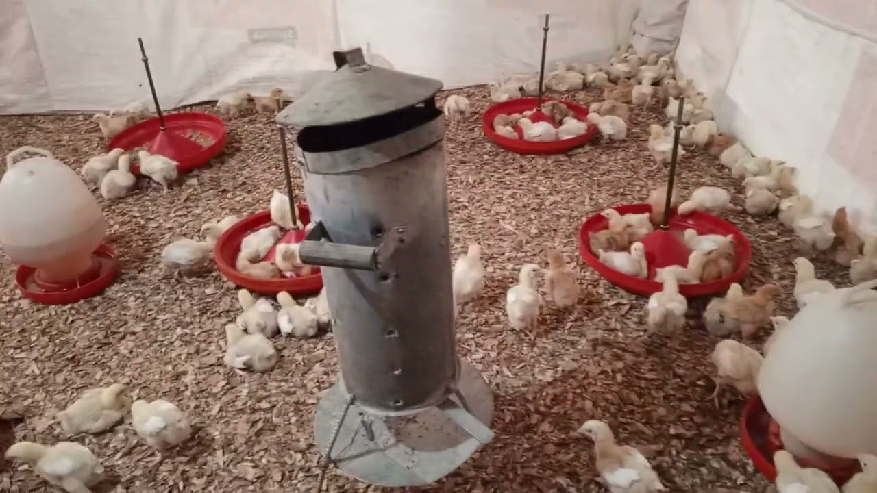 MY BROILERS FARMING 2026 SEASON 1 EPISODE 3,,,, 🐥🐥🐥🐥🐥🐥🐥