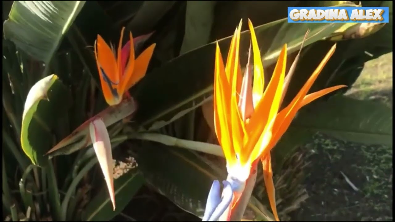Strelitzia – Sfaturi, ingrijire, cultivare Pasarea Paradisului