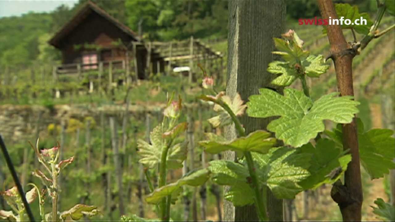 A taste for Swiss wine