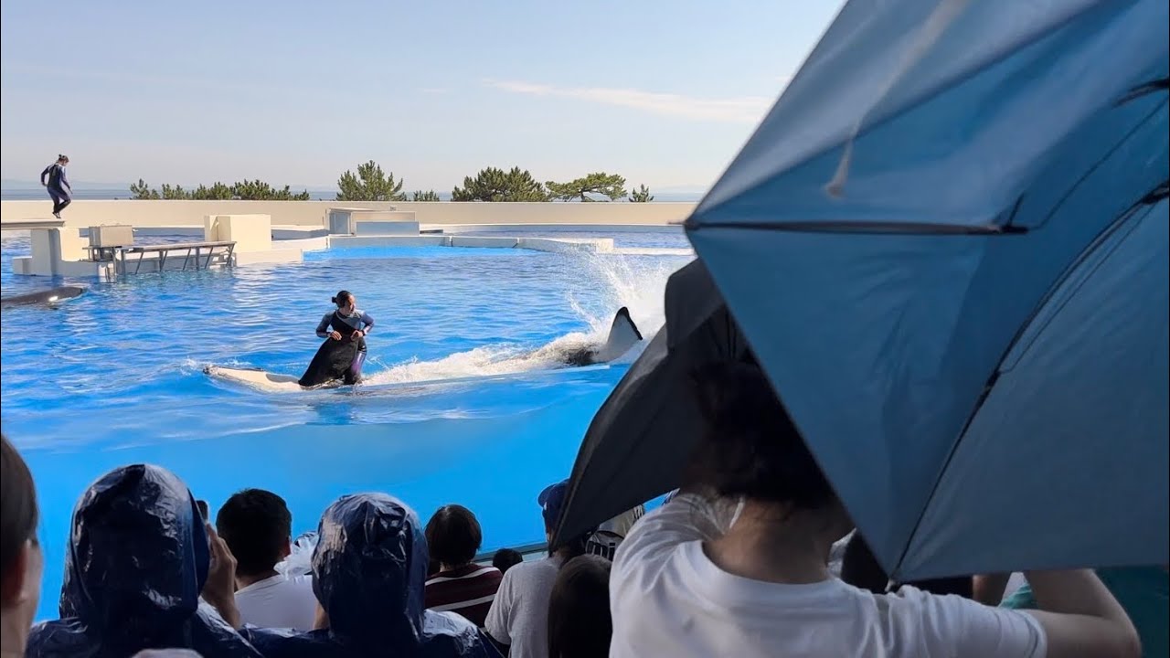 【神戸須磨シーワールド】オルカパフォーマンス　オルカスタディアム　ノーカット　2024/7/6 15:00（4K HDR 60fps）KOBE SUMA SEA WORLD ORCA STADIUM