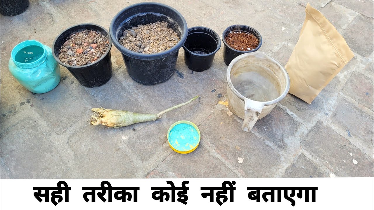 सही तरीका कोई नहीं बताएगा / Gardening tips / Online adenium plants