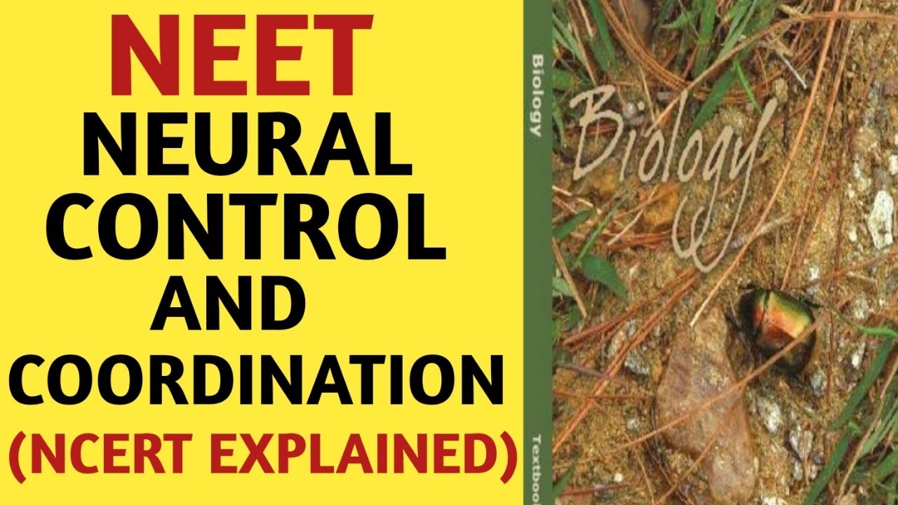 Neural Control And Coordination/Class 11/NCERT/Chapter 21/Quick Revision Series/NEET/AIIMS/JIPMER
