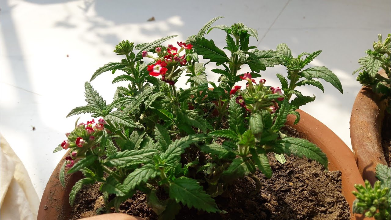 How to Grow and Care Verbena Plant || Fun Gardening