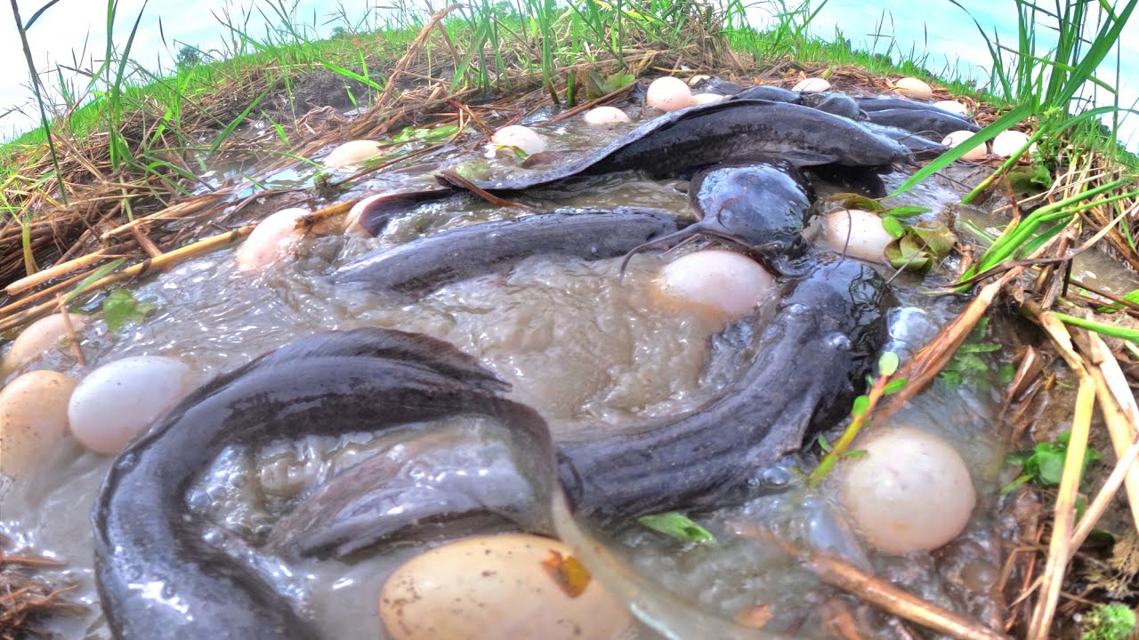 wow unique video, pick a lot of duck eggs and catch fish in water