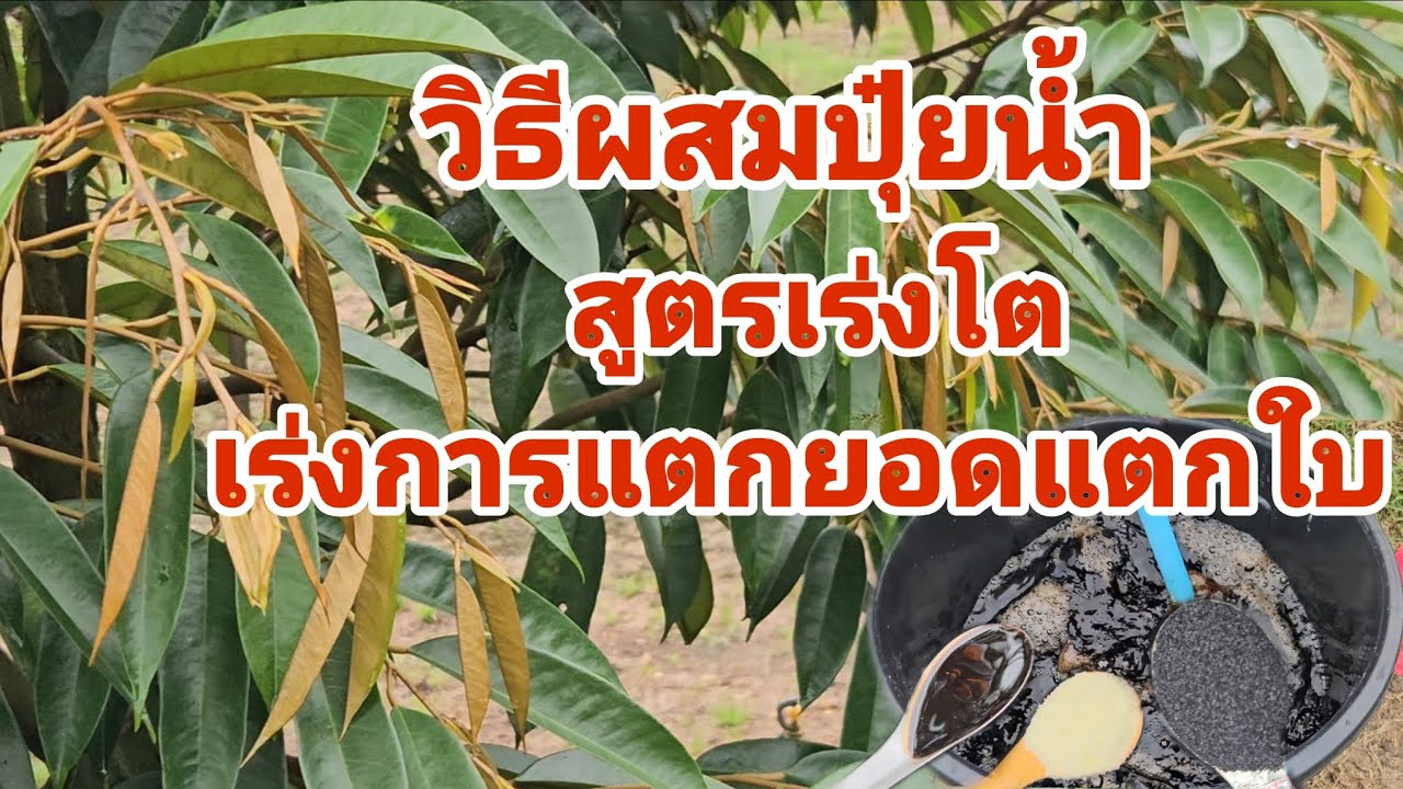 วิธีผสมปุ๋ยน้ำฉีดพ่นทางใบ​ สูตรเร่งโต​ เร่งการแตกยอดแตกใบ