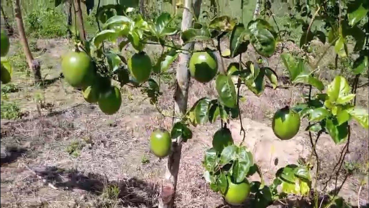 Plantação de maracujá no sertão do nordeste sem irrigação