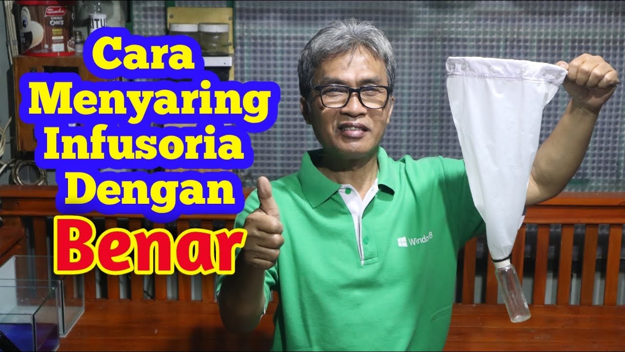 Cara Menyaring Infusoria Dengan Benar