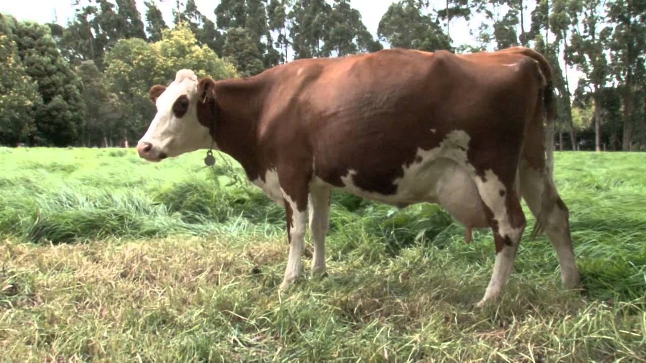 EMPRESARIOS DEL CAMPO ASOMONTBELIARDE UBATE Y TENJO CUNDINAMARCA 29/08/2015