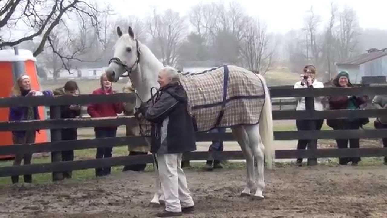 Silver Charm returns at Old Friends
