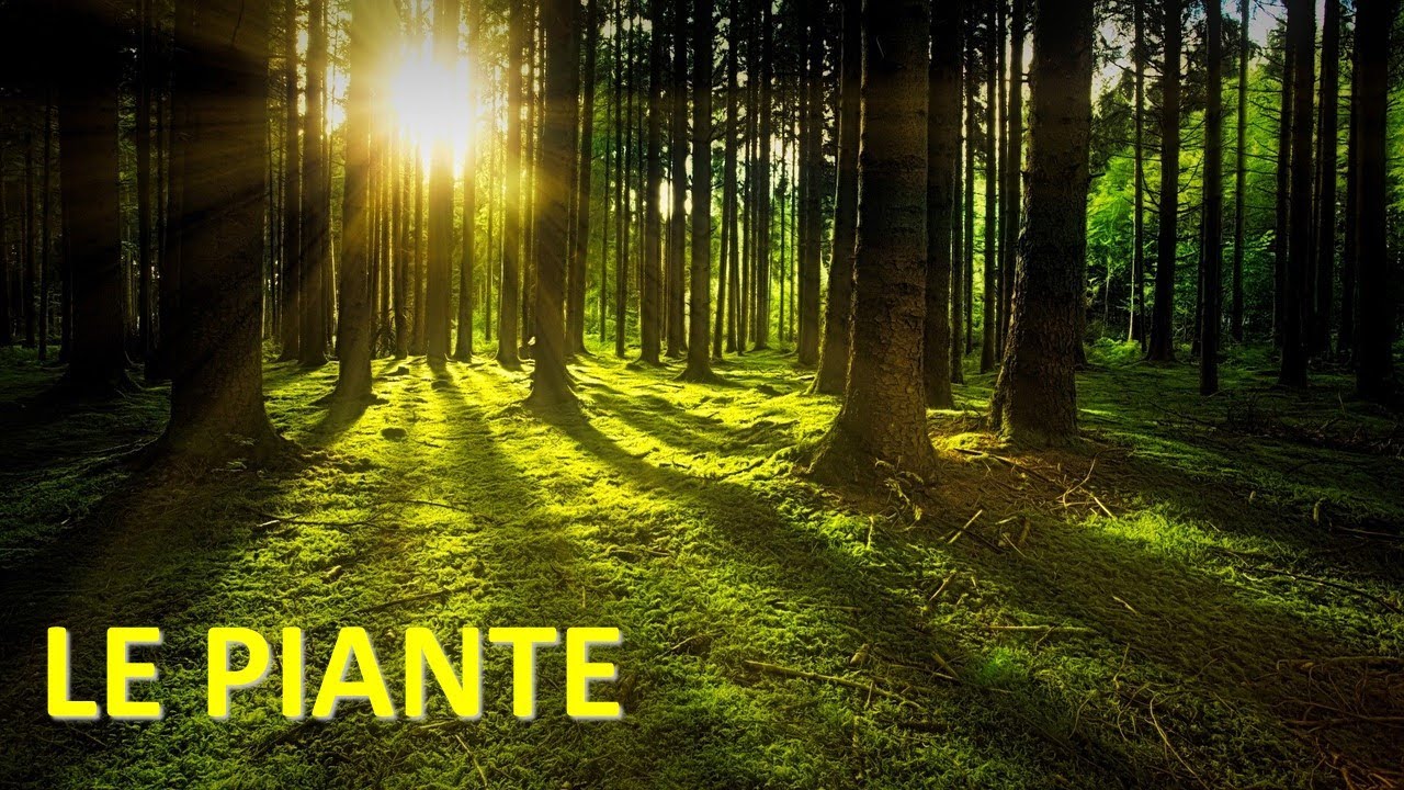 LE PIANTE