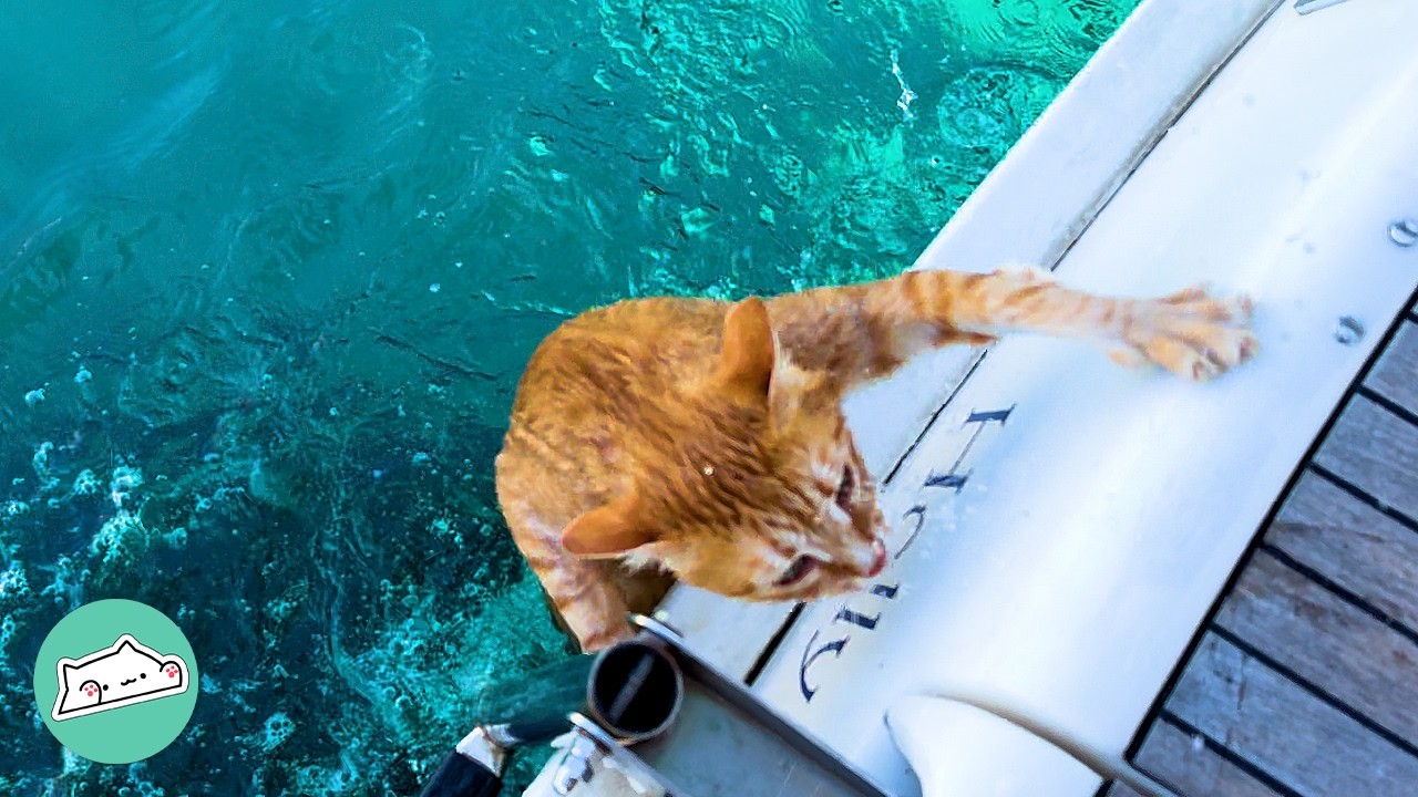 Cat Found In The Rain Loves To Swim From His Boat House @CuddleBuddiesChannel