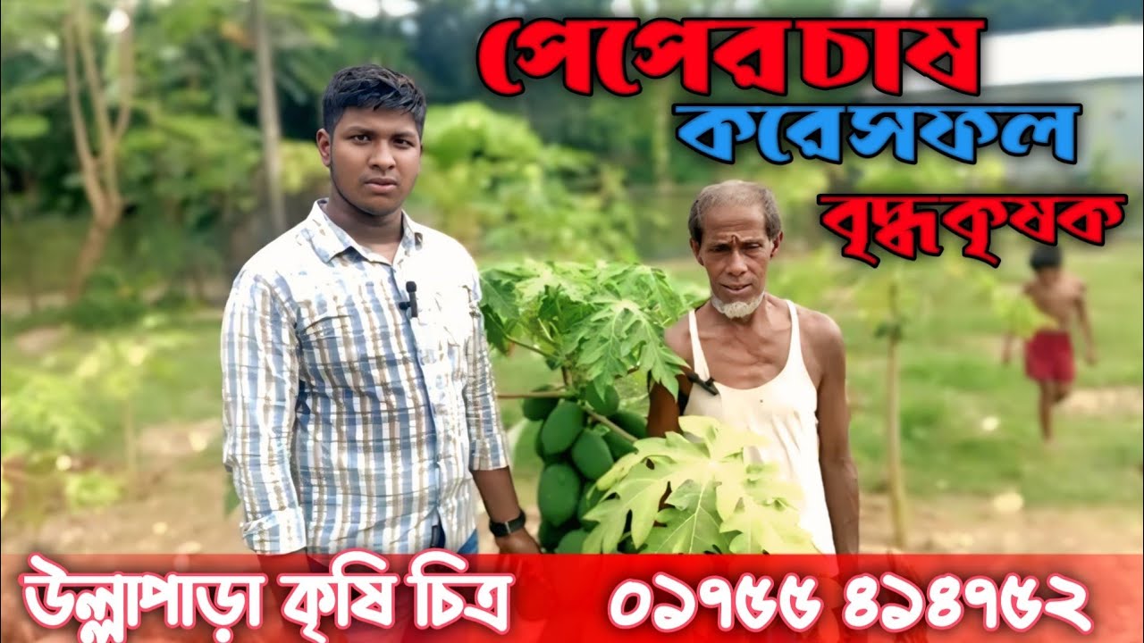 এক বৃদ্ধ কাকা  পেঁপের আবাদ কাল  করে সফলতার মুখ দেখতে পেল 