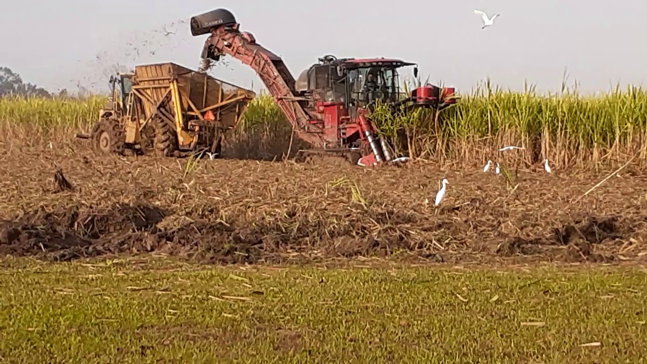 Louisiana Sugarcane Harvest 2020 2
