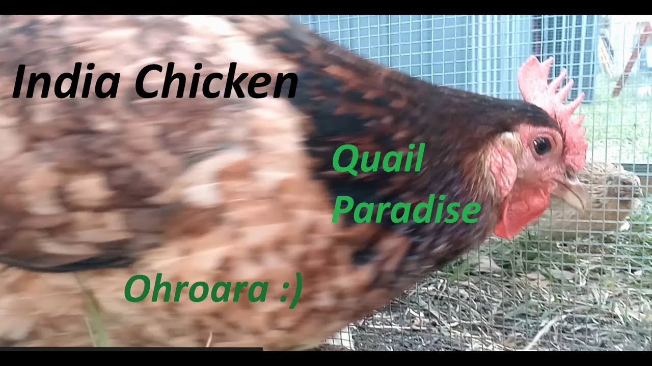 India Chicken checks out quail #chicken #India #birds #QuailParadise #Ohroara #Christian #pets