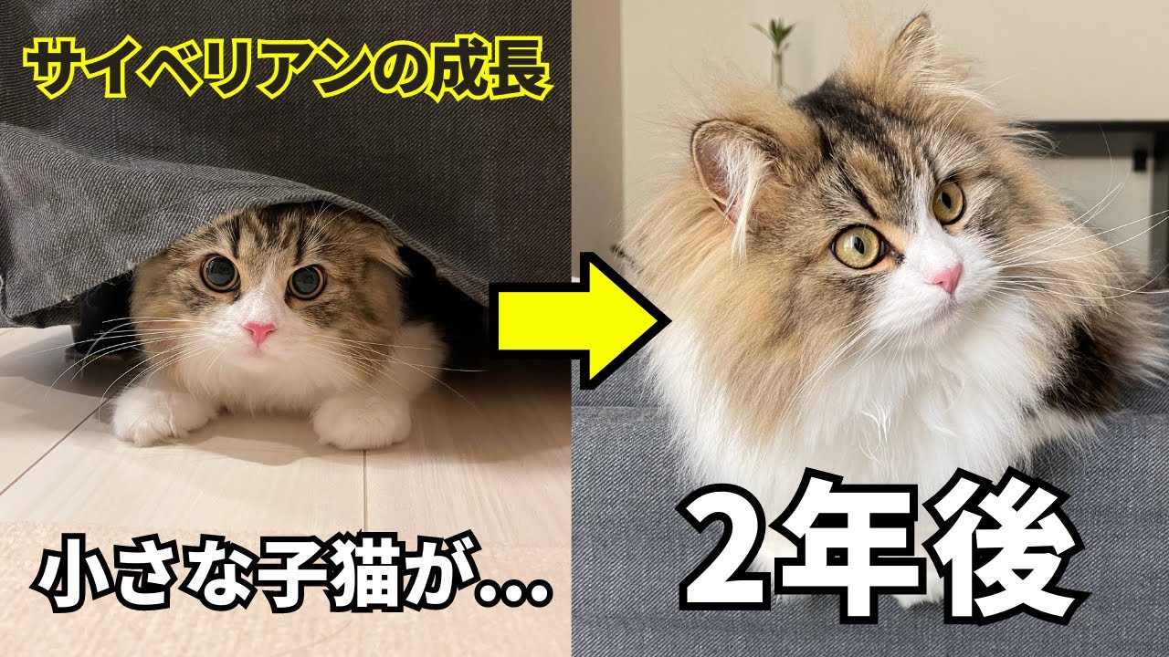 【5年間成長し続ける大型猫】サイベリアンの子猫が2年でこんなに大きくなりました！！