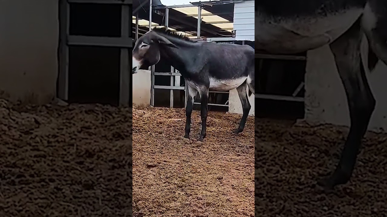 Funniest Donkey Ever Donkey Training the fun way 126
