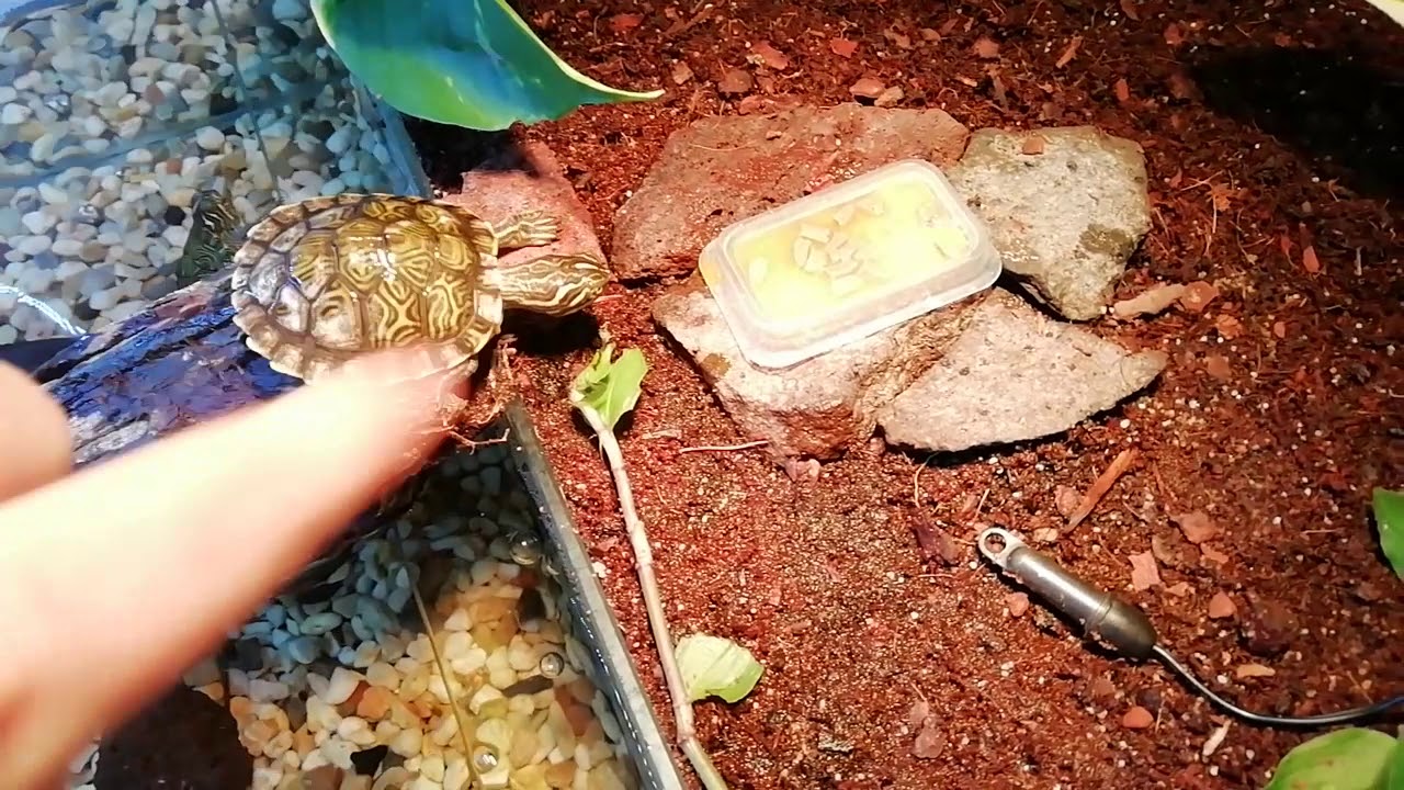 Hrănirea broscuțelor țestoase!