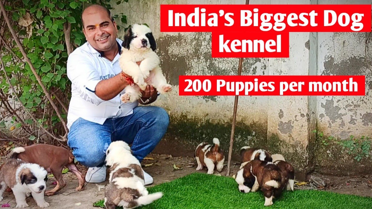 How to start dog breeding business || About dog kennel || Realty of dog kennel ||