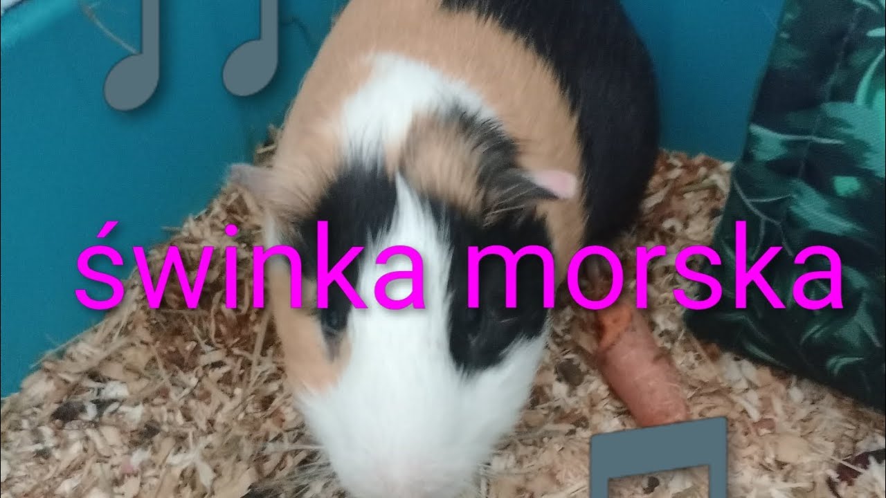 Świnka morska [official] music video]