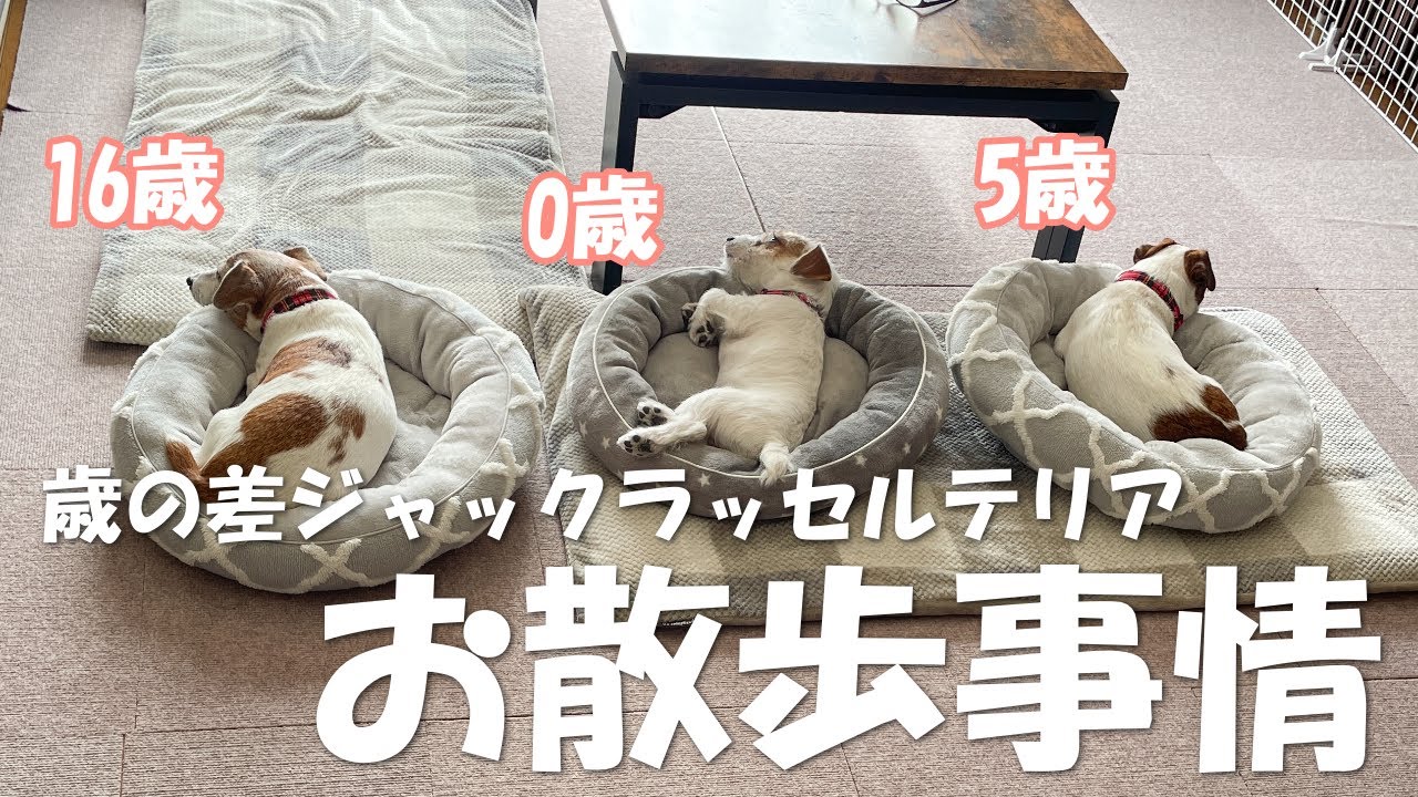 【3ぴき多頭飼い】歳の差ジャックラッセルテリアのお散歩事情